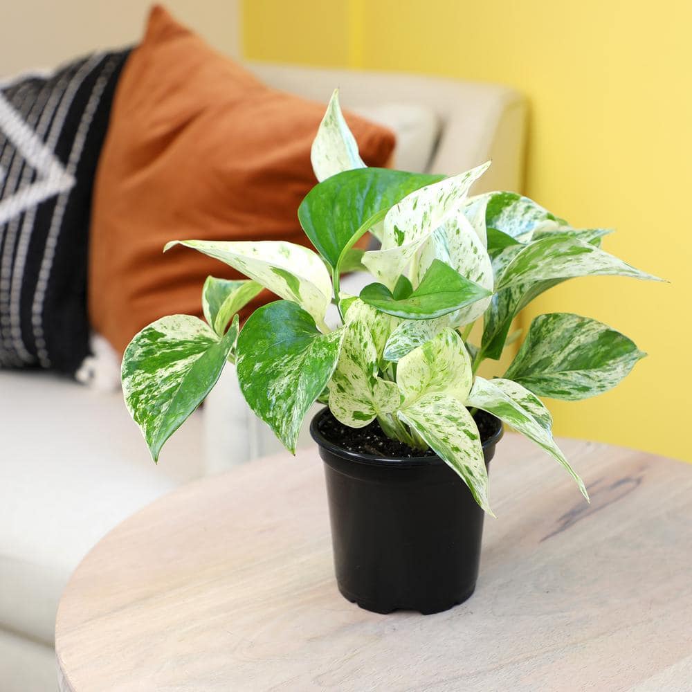 Marble Queen Pothos in Black Plastic Grow Pot