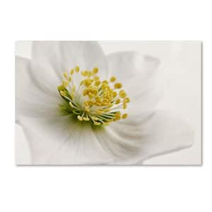 12 in. x 19 in. "White Helleborus" by Cora Niele Printed Canvas Wall Art
