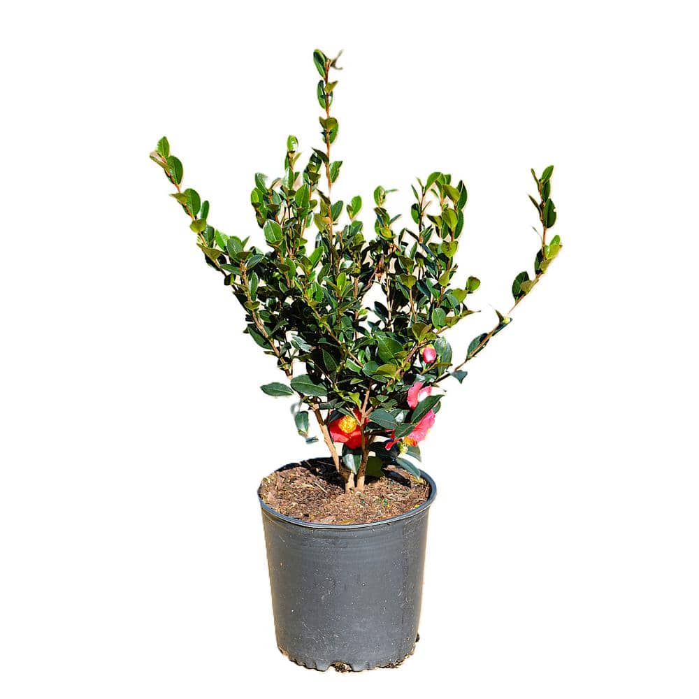 3 gal. Camellia Sasanqua Yuletide with Cherry Red Blooms