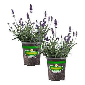 19 oz. Lavender, Live Plant, 2-Pack