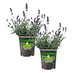 Bonnie Plants 19 oz. Lavender, Live Plant, 2-Pack 207194 - The Home Depot