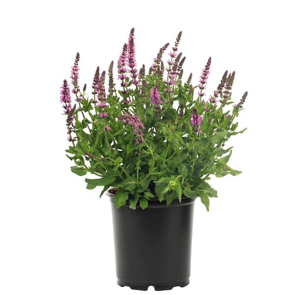 2.5 Qt. Salvia Apex Pink Perennial Plant
