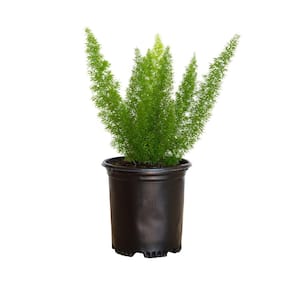 2.5 qt. Foxtail Fern (Asparagus densiflorus) Live Semi-Evergreen Perennial Plant with Green Foliage