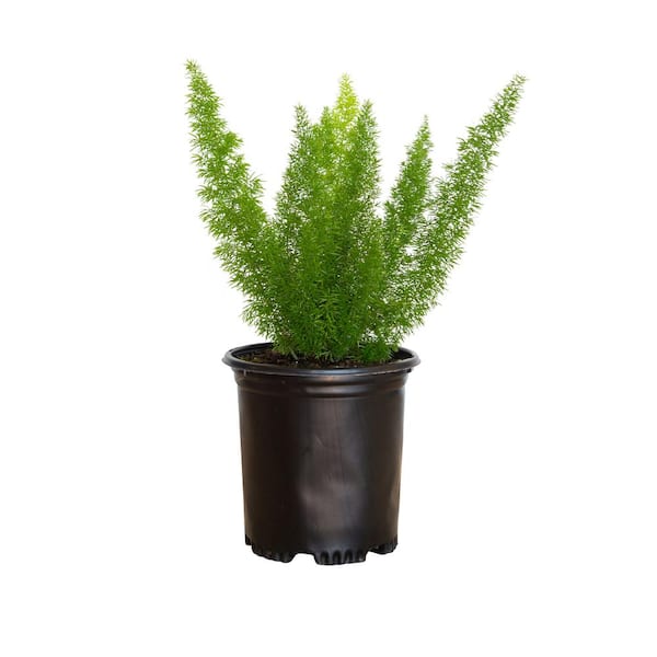 FLOWERWOOD 2.5 qt. Foxtail Fern (Asparagus densiflorus) Live Semi-Evergreen Perennial Plant with Green Foliage