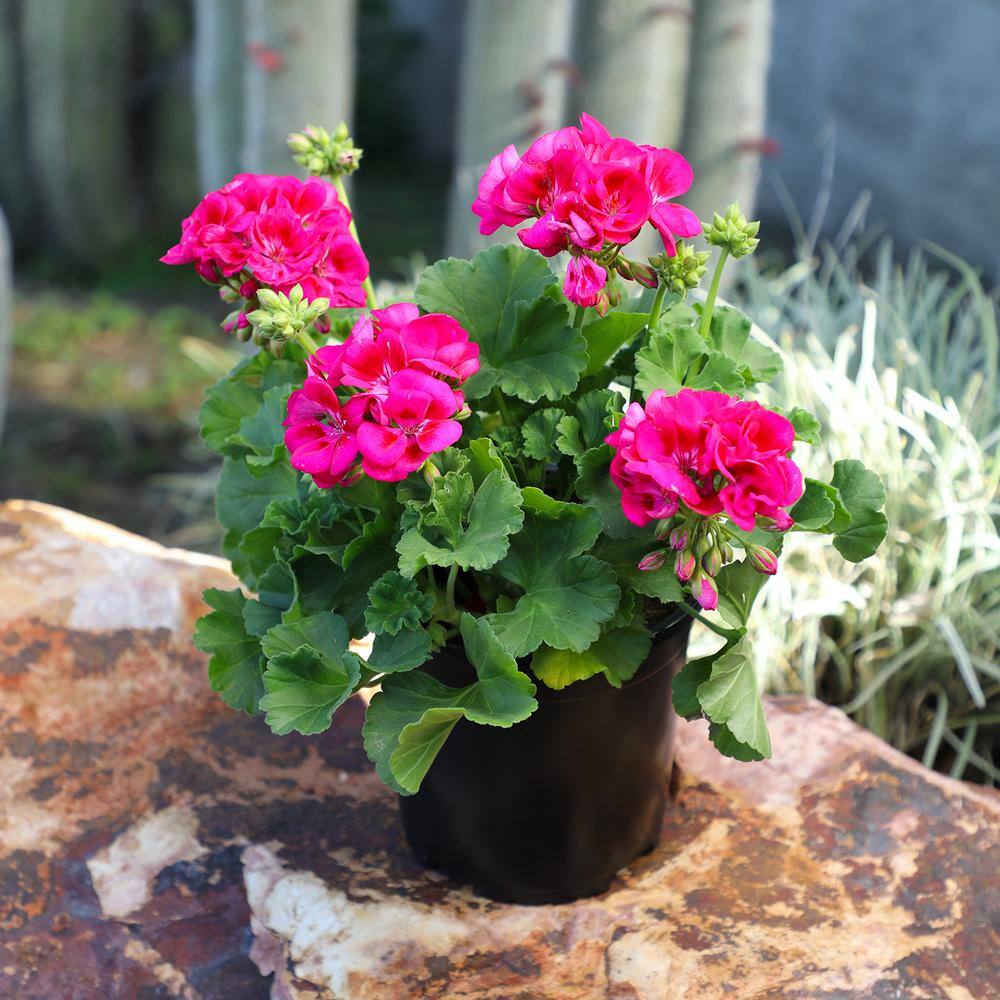 Pink Geranium Zonal Outdoor Flowering Plant in 1 Gallon Container