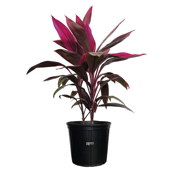 amiifolia zz plant ZZ Plant: Zamioculcas Zamiifolia - 10