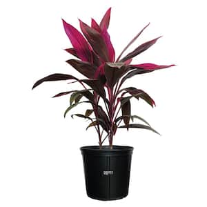 Dracaena Red Sister Live Outdoor Plant in Growers Pot Average Shipping Height 2-3 Ft. Tall