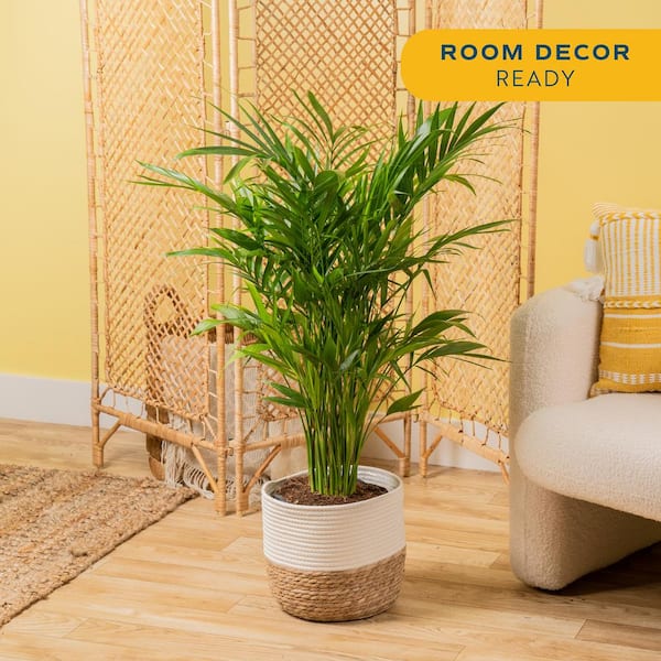 10 in. Cateracterum Indoor Palm (Cat Palm) Plant in Decor Weave Basket Planter, Average Shipping Height 3-4 ft. Tall
