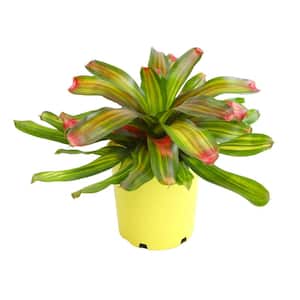 4 qt. Bromeliad Neoregelia Freddie Tropical Perennial Outdoor Plant with Pink and Green Foliage in Grower Pot