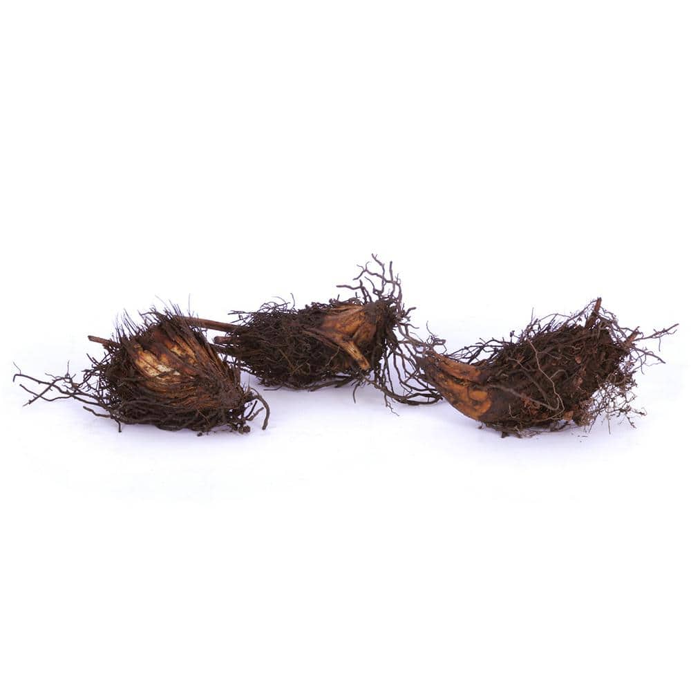 Cinnamon Fern with Green Fronds and Brown Fibers