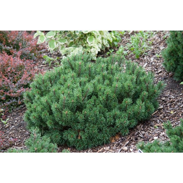 3 Gal. Pot, Mugo Pine Shrub Potted Evergreen Plant (1-Pack)