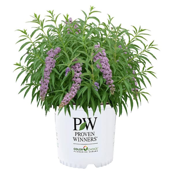 PROVEN WINNERS 2 Gal. Mop Top Buddleia Shrub 18382 - The Home Depot