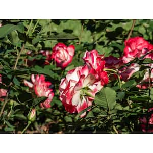 3 Gal. White Lies Live Rose Plant with White and Dark Red Flower (1-Pack)