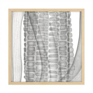 X-Ray Nature Series Framed Giclee Nature Art Print 34 in. x 34 in.