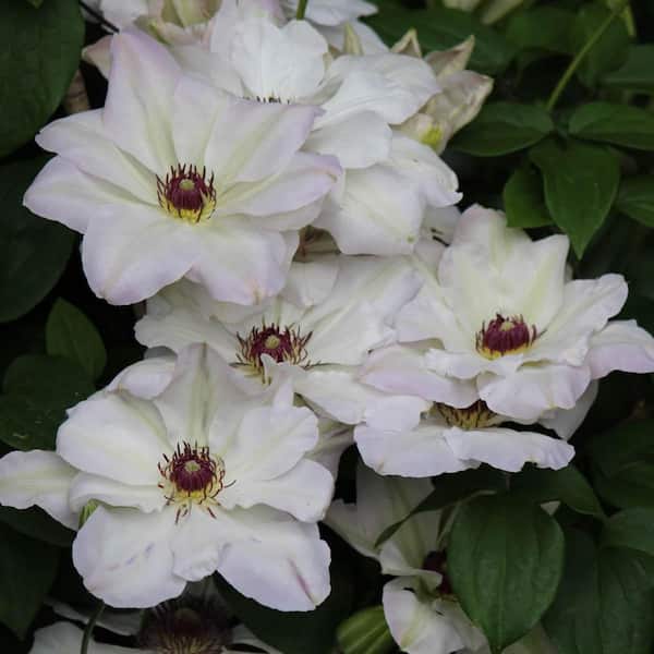 Ibi Clematis Vine Bare Root White Flowering Perennial Starter Plant (1-Pack)