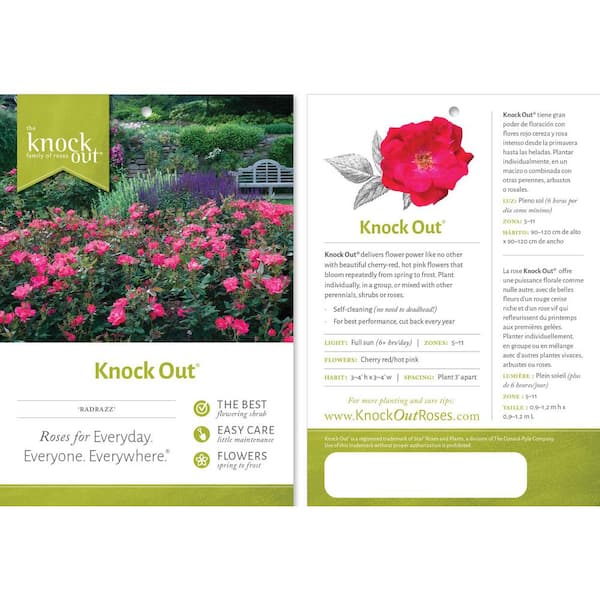 KNOCK OUT 2 Gal. Red Knock Out Rose Bush with Red Flowers 19005