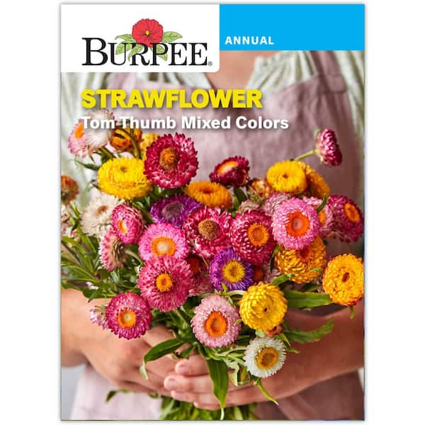 Burpee Strawflower Tom Thumb Mixed Colors Flower Seed