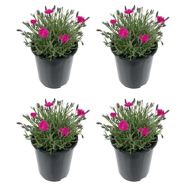 Unbranded 1.0 qt. Dianthus Bright Lights Perennial Plant with Hot Pink Flowers-(4-Pack)