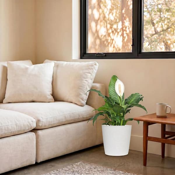 United Nursery Live Peace Lily Spathiphyllum in 10 in. White Decor Pot  74653 - The Home Depot