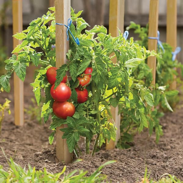 36 in. Wood Tomato Stake (12-Pack)