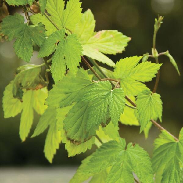 PROVEN WINNERS Summer Shandy ColorChoice Humulus - 4.5 in. Quart