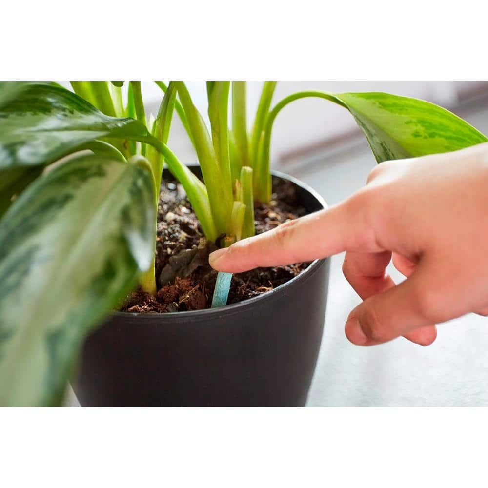 Buy Indoor Plant Food Spikes Online Singapore Ubuy