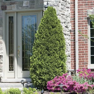 24 in. to 30 in. Tall Emerald Green Arborvitae (Thuja), Live Evergreen Bareroot Plant (1-Pack)