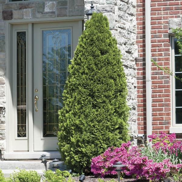 Spring Hill Nurseries Emerald Green Arborvitae (Thuja), Live Evergreen Bareroot Plant, 2 ft. to 3 ft. Tall (1-Pack)