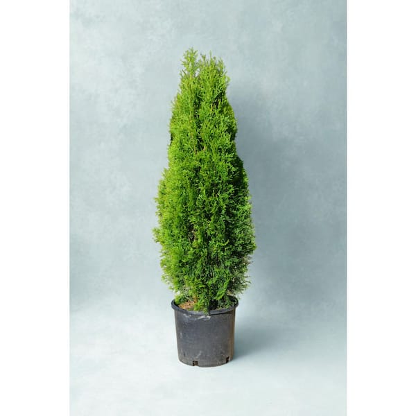 3 Gal. Emerald Green Arborvitae (Thuja) Evergreen Tree with Bright Green Foliage