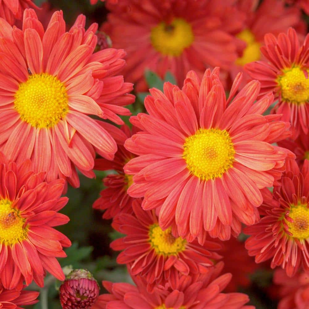 Red Daisy Mammoth Mum Chrysanthemum Flowering Perennial Starter Plant (1-Pack) price history on PriceWatchPro