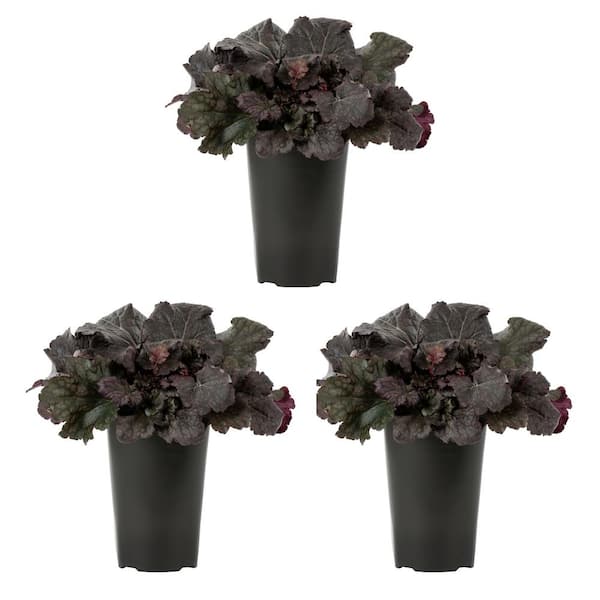 2 qt. Coral Bell Smoke and Mirrors Plant with No Blossom Blossoms in Grower Pot