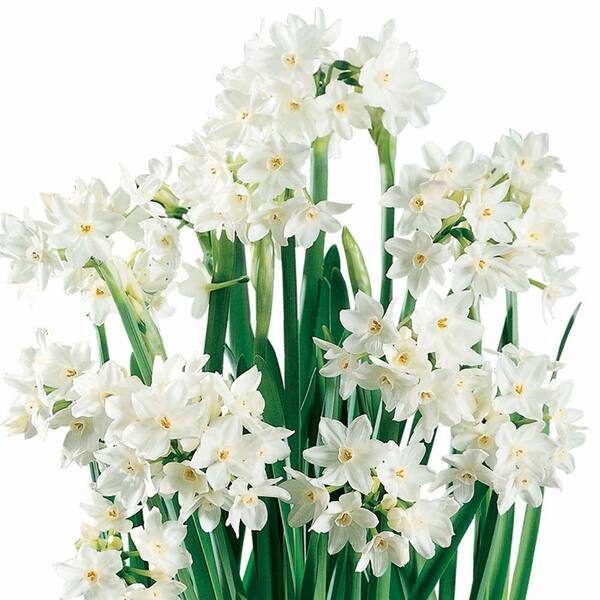 Unbranded Paperwhite Narcissus Ziva Dormant Bulbs (24-Pack)
