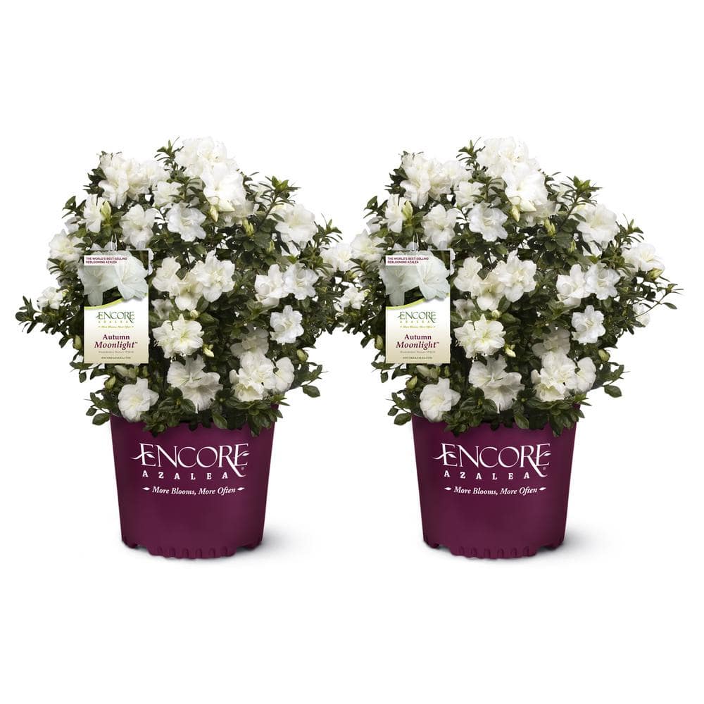 ENCORE AZALEA 1 Gal. Autumn Moonlight Azalea Shrub With White Flowers ...