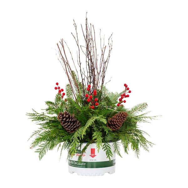 METROLINA GREENHOUSES 1.5 Gal. Drop N Decorate Holiday Greens (1-Pack)