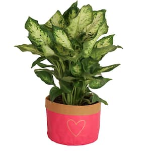 6 in. Dieffenbachia Dumb Cane Indoor Plant in Heart Washable Paper Pot, Avg. Shipping Height 1-2 ft. Tall