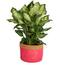 https://images.thdstatic.com/productImages/64e88b54-0ecc-4549-9226-8558c8ec6e56/svn/costa-farms-house-plants-co-df06-13-wrp-64_65.jpg