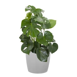 Monstera Deliciosa Split Leaf Philodendron Swiss Cheese Plant in 10 inch Premium Sustainable White Grey Pot