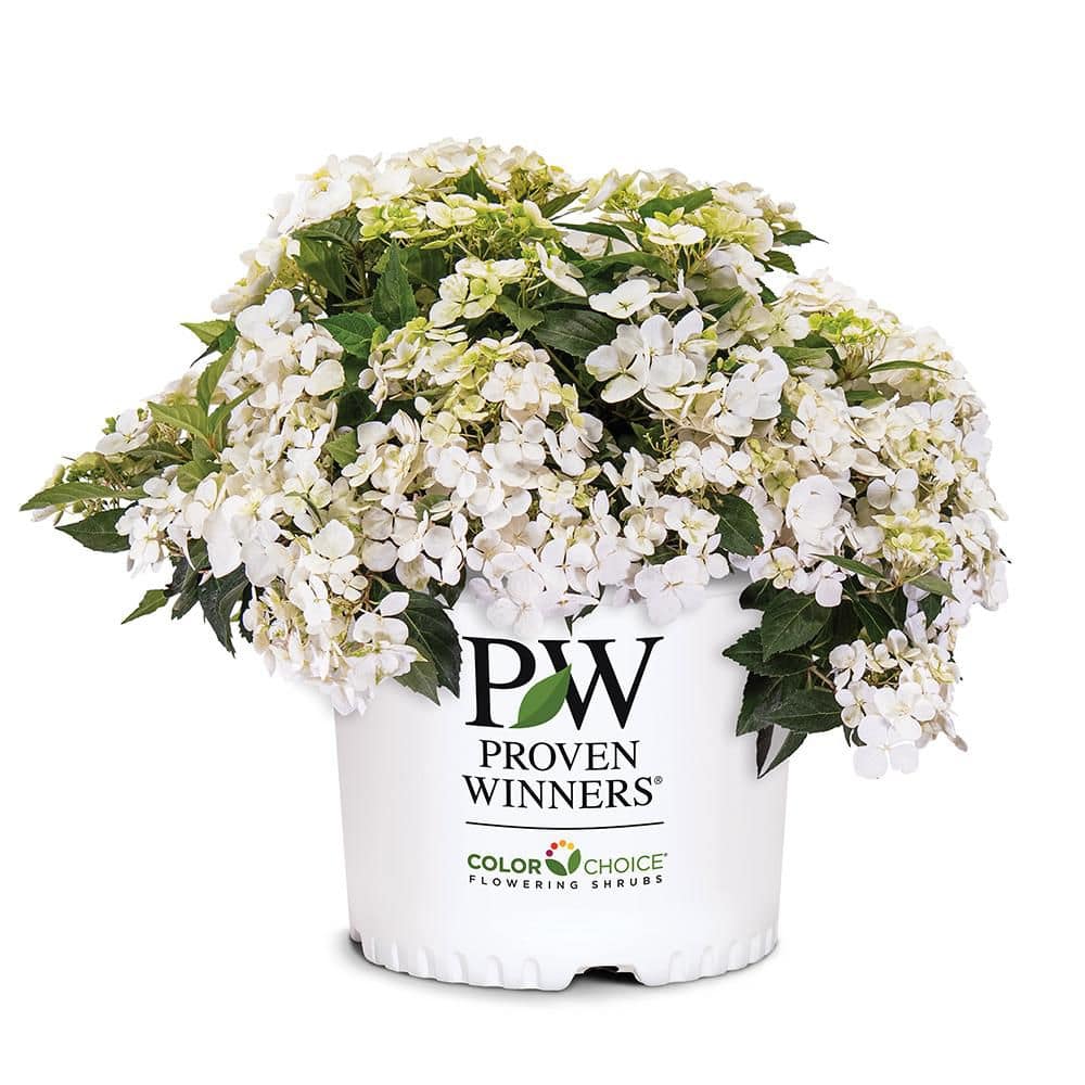 PROVEN WINNERS 2 Gal. Fairytrail White Hydrangea Shrub 18393 - The