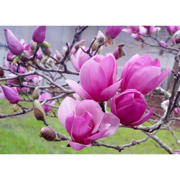 7 Gal. Ann Magnolia Flowering Deciduous Tree with Pink Flowers