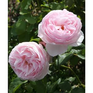Earth Angel Parfuma Rose with Light-Pink Blooms (2-Bareroot)