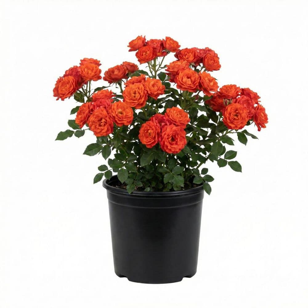 Vigoro MY BOUQUET ROSE #2 1013139183 - The Home Depot