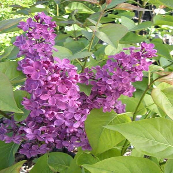 OnlinePlantCenter 3 Gal. Deep Violet Ludwig Spaeth Common Lilac Shrub