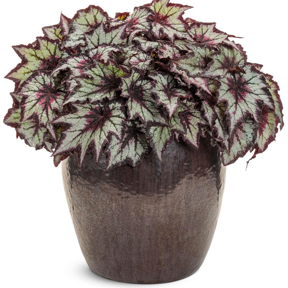 専用❣️Begonia Proven Winners 4.25 in. Eco+ Grande Space Age Black Hole Begonia