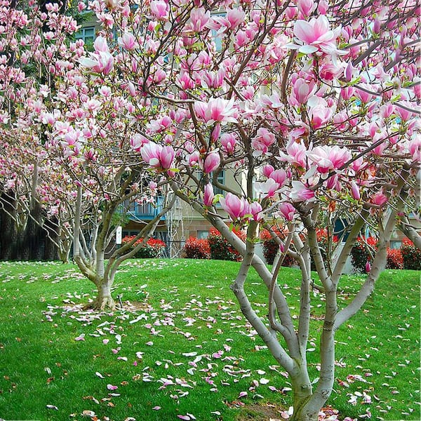5 Pot Pink Flowering Alexandrina Japanese Magnolia Tree MAGALE05G