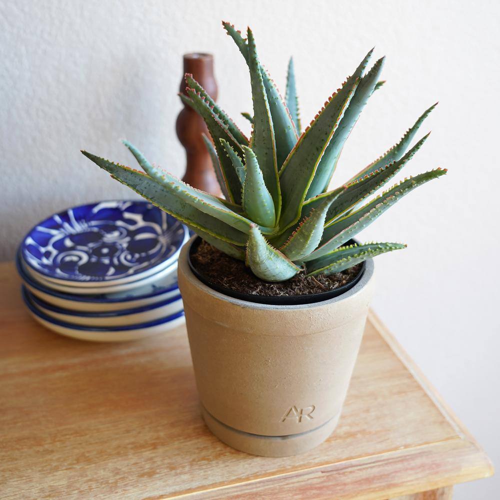 Large Blue and Green Aloe Succulent in Brown Pot