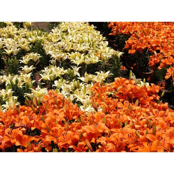 ALTMAN PLANTS Asiatic Lily Looks Orange Pic Garden Outdoor Plant