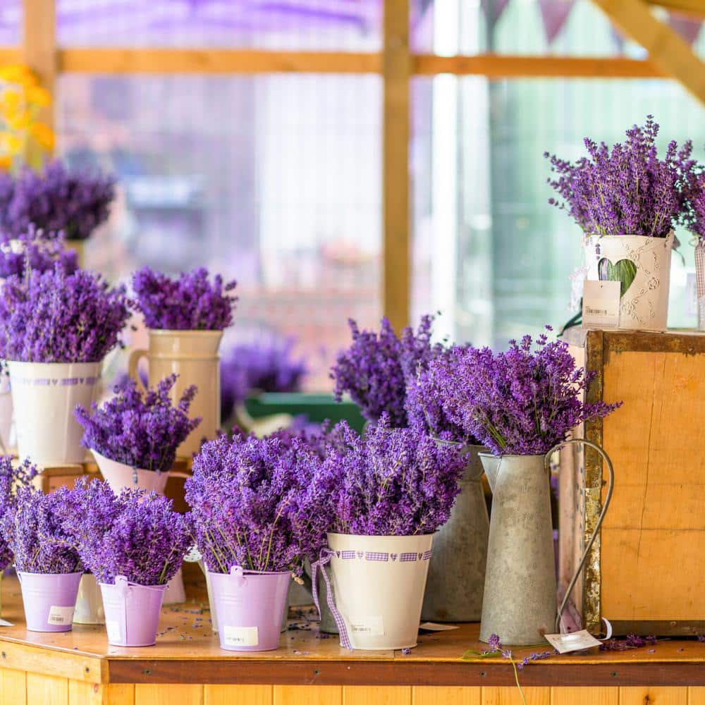 Sensational! Lavender, Lavandula x Intermedia - Plant