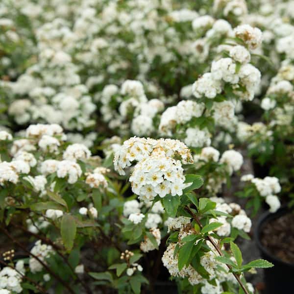 2.5 Gal - Bridal Wreath Spiraea Reeves Plant with Showy White Double Blooms