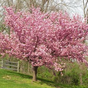 Pink Ornamental Cherry Kwanzan Tree
