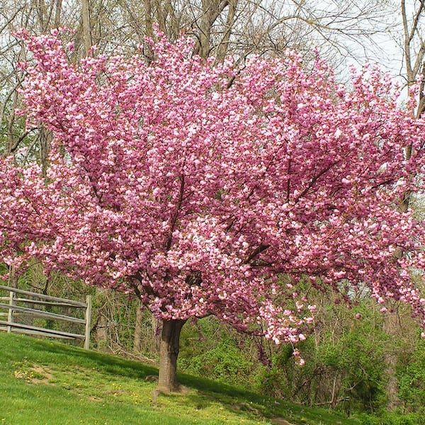 VAN ZYVERDEN Pink Ornamental Cherry Kwanzan Tree 83581 - The Home Depot